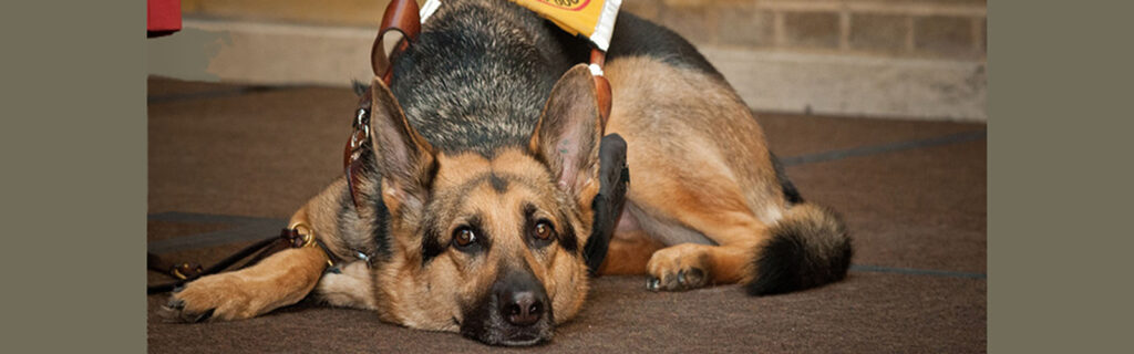 Denise's guide dog rests on the floor of a stage