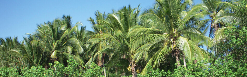 Palm trees in Guatemala