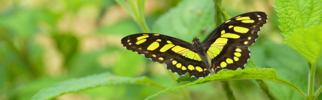 Close up of black and white butterfly