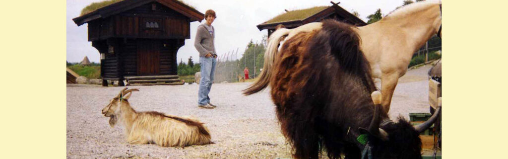 Young American man in the distance looking at some livestock in Norway